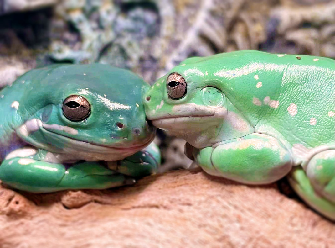 Frog Habitat Substrates Sloan Exotics