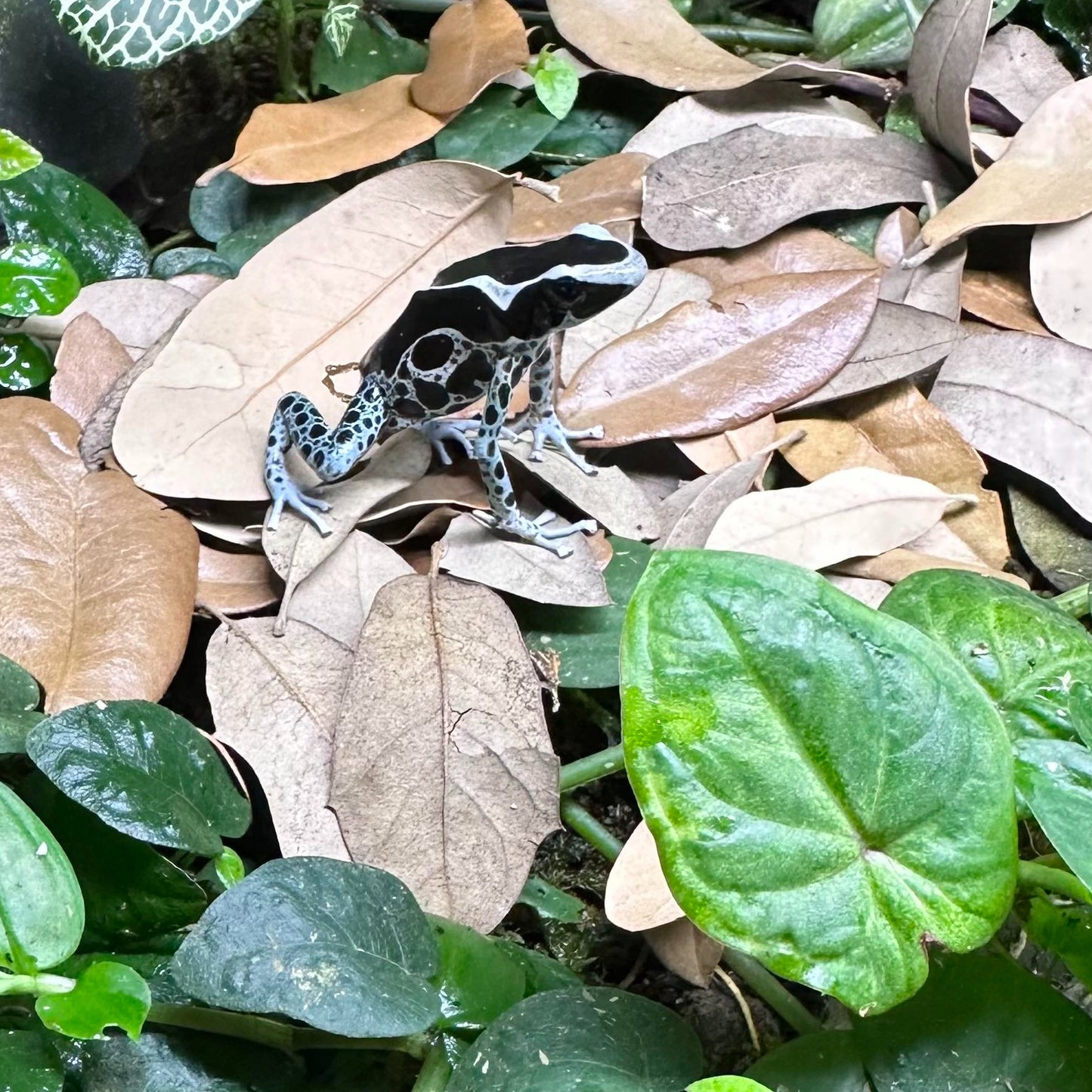 Live Oak Leaf Litter