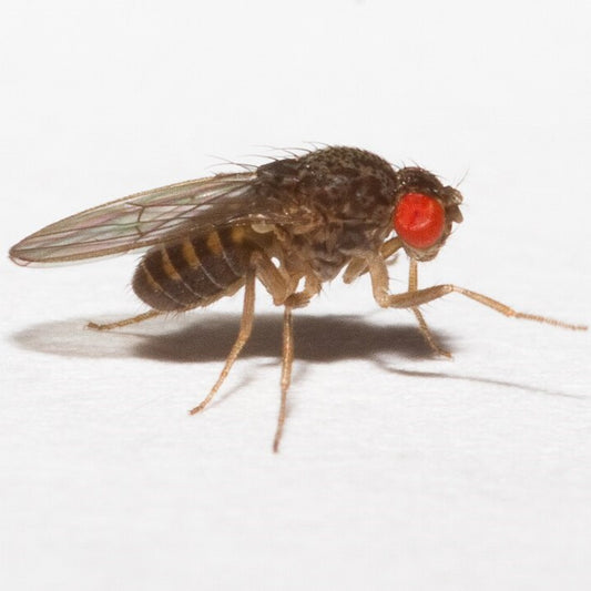 Hydei Feeder Flies
