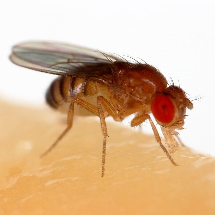 Photo of Drosophila melanogaster - Sanjay Acharya 