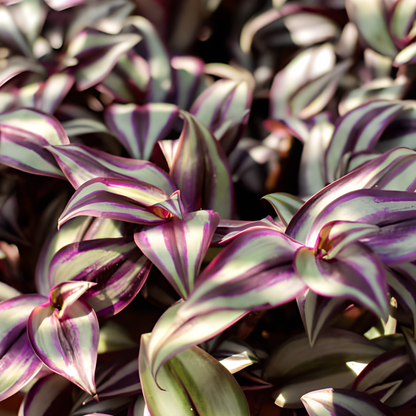 Tradescantia Zebrina Cut Plant