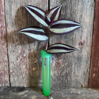 Tradescantia Zebrina Cut Plant